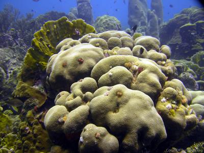 CotW: Orbicella annularis