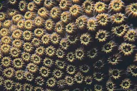 CotW: Orbicella annularis
