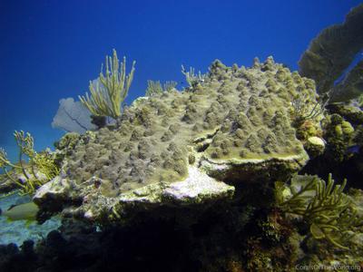 CotW: Orbicella faveolata