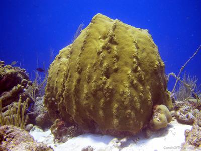 CotW: Orbicella faveolata