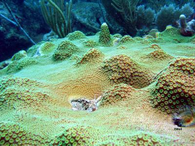 CotW: Orbicella faveolata
