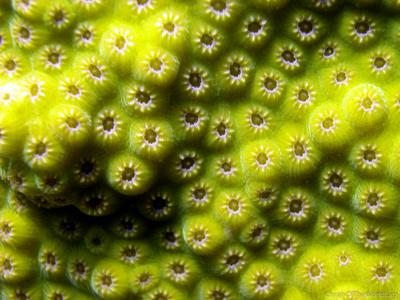 CotW: Orbicella franksi
