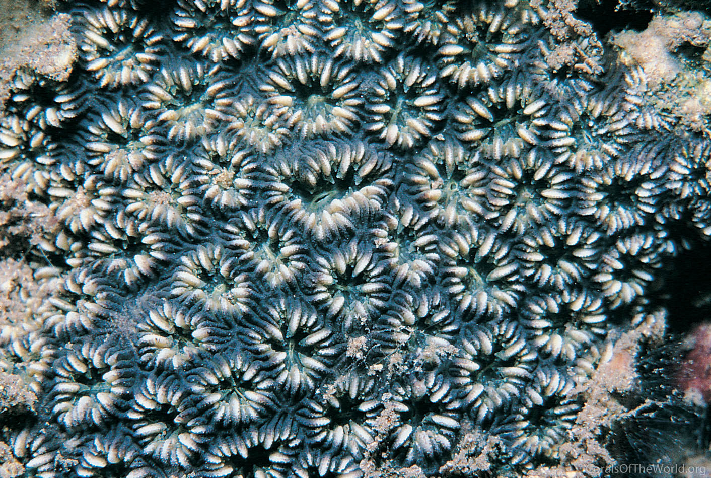 Image from Corals of the World: Oulastrea crispata