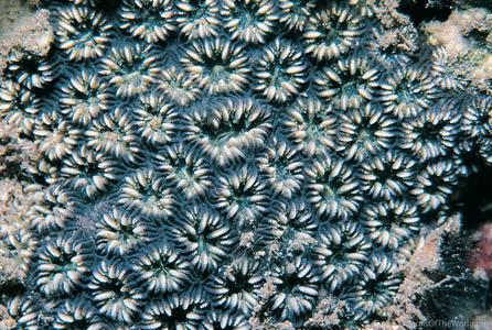 CotW preview: Oulastrea crispata
