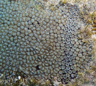 CotW: Oulastrea crispata