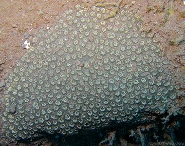 CotW: Oulastrea crispata