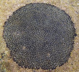 CotW: Oulastrea crispata