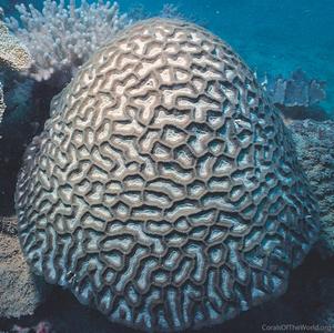 CotW preview: Oulophyllia bennettae