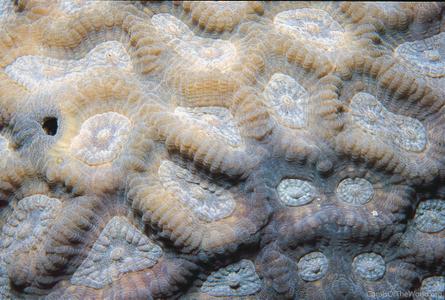 CotW: Oulophyllia bennettae