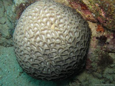 CotW: Oulophyllia bennettae