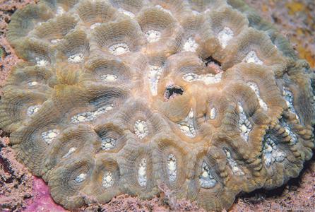 CotW: Oulophyllia bennettae