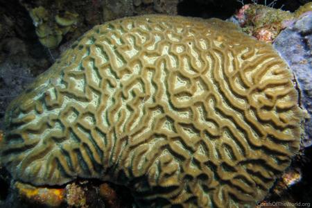 CotW preview: Oulophyllia crispa