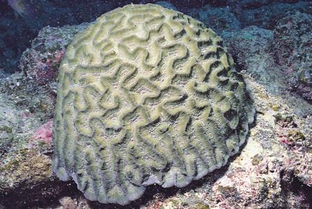 CotW: Oulophyllia crispa
