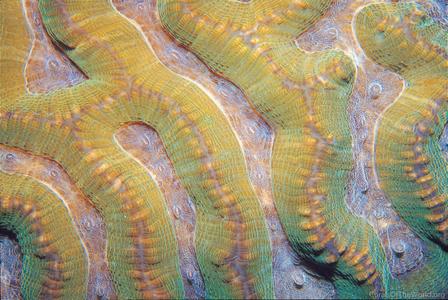 CotW: Oulophyllia crispa