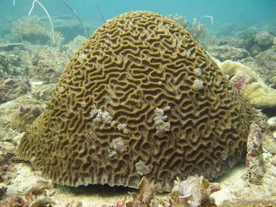 CotW: Oulophyllia crispa