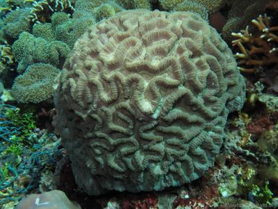 CotW: Oulophyllia crispa