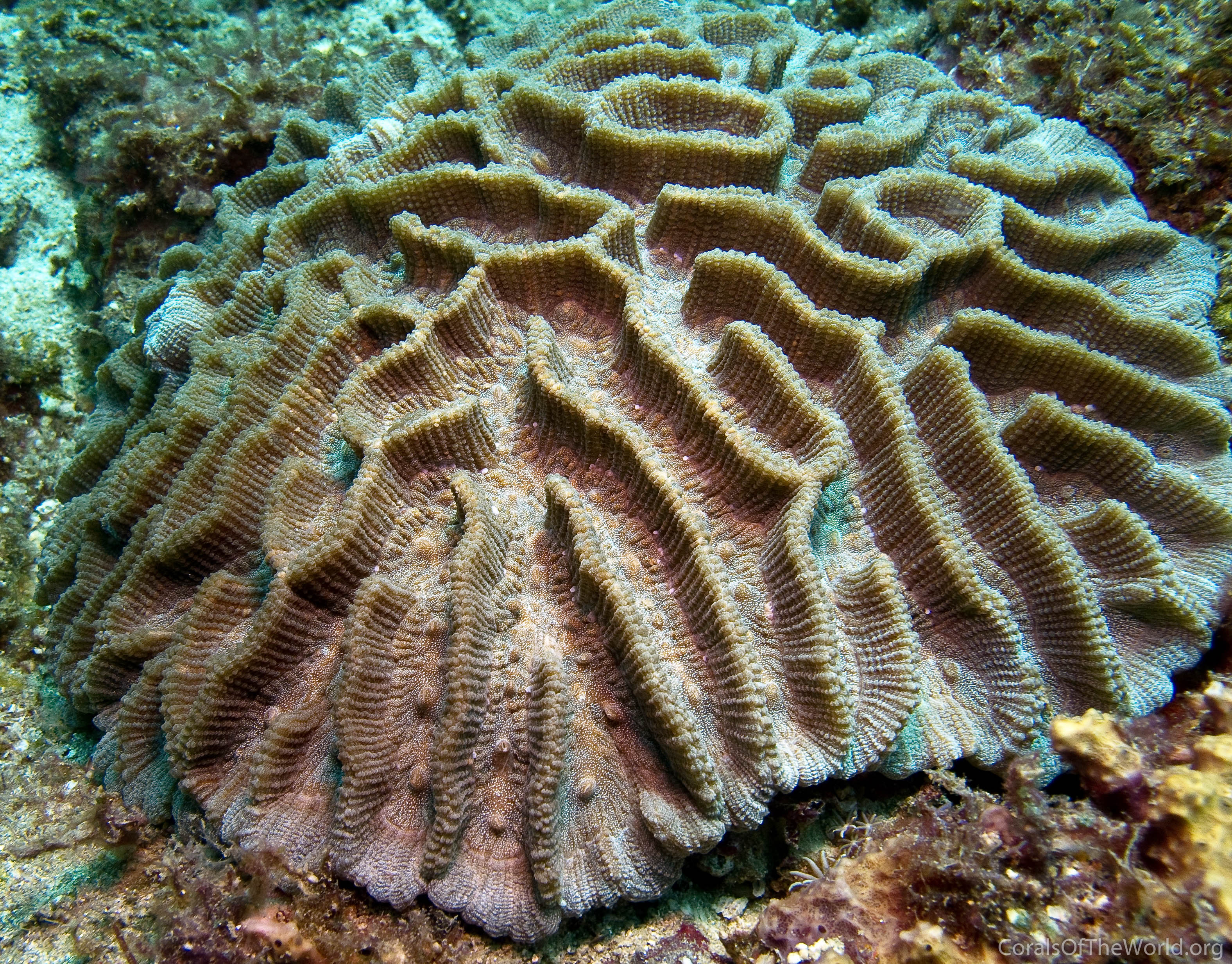 Image from Corals of the World: Oulophyllia levis