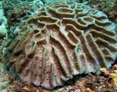 CotW preview: Oulophyllia levis