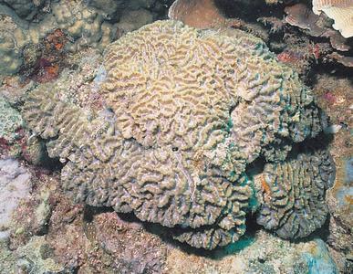CotW preview: Oulophyllia levis