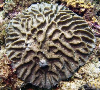 CotW: Oulophyllia levis