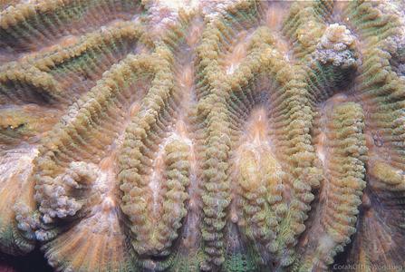 CotW: Oulophyllia levis