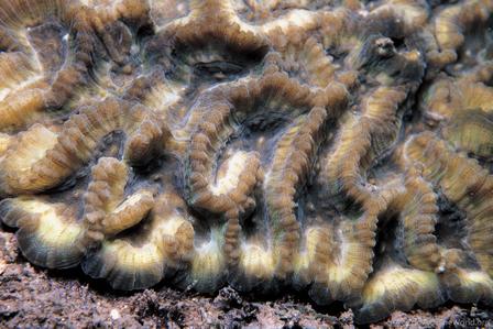 CotW: Oulophyllia levis