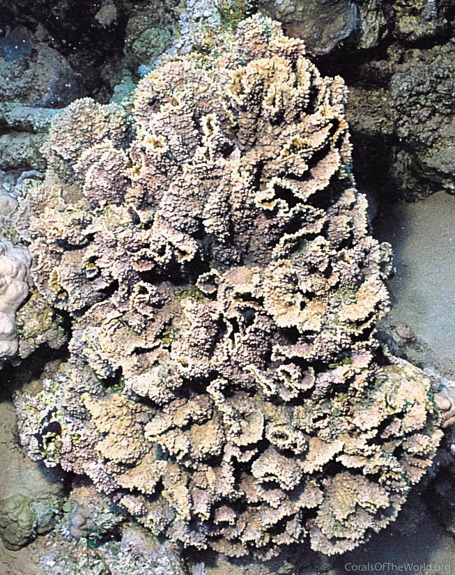 Image from Corals of the World: Oxypora convoluta