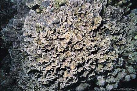 CotW: Oxypora convoluta