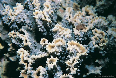 CotW: Oxypora convoluta