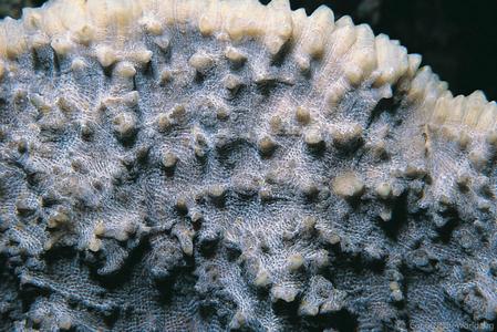 CotW: Oxypora convoluta