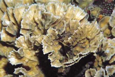 CotW preview: Oxypora crassispinosa