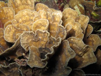 CotW: Oxypora crassispinosa