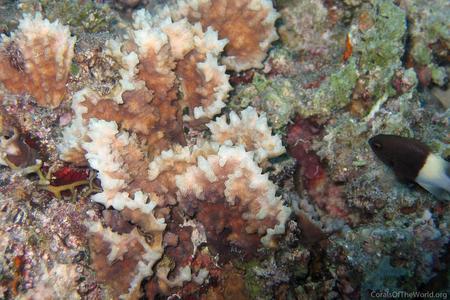 CotW: Oxypora crassispinosa