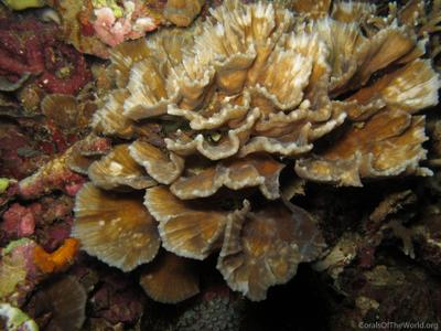 CotW: Oxypora crassispinosa