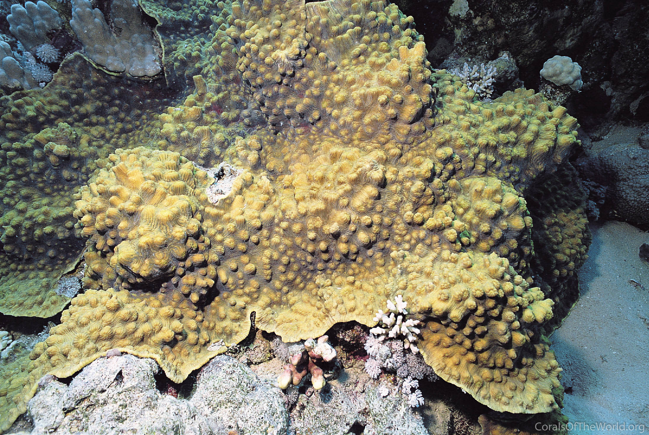 Image from Corals of the World: Oxypora egyptensis