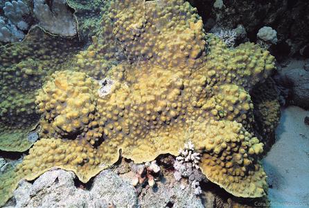 CotW preview: Oxypora egyptensis