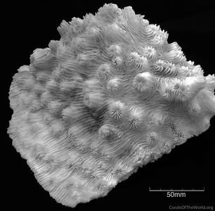 CotW: Oxypora egyptensis