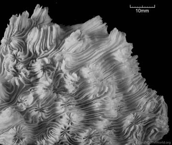 CotW: Oxypora egyptensis