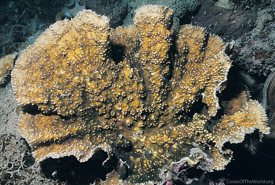 Image from Corals of the World: Oxypora glabra