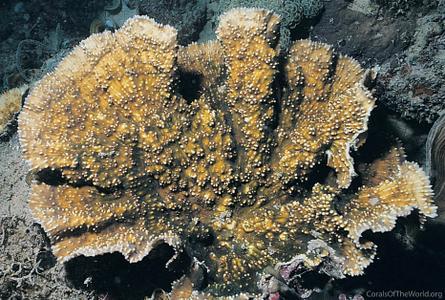 CotW: Oxypora glabra