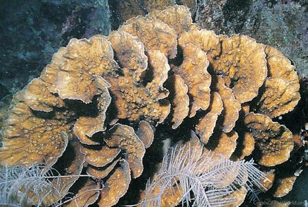 CotW: Oxypora glabra