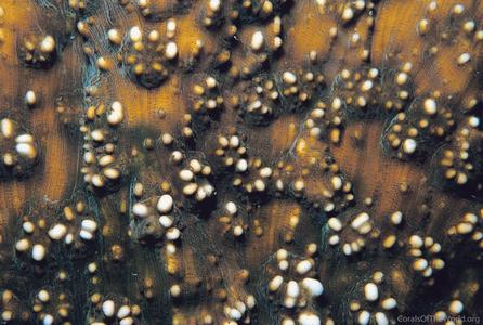 CotW: Oxypora glabra