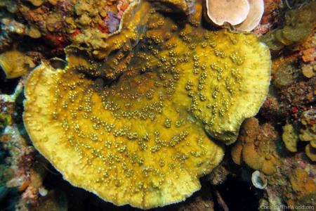 CotW: Oxypora glabra