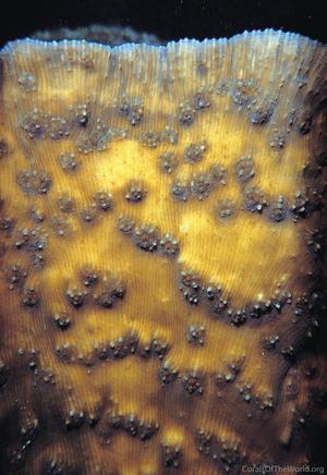 CotW: Oxypora glabra