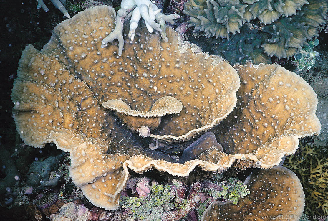 Image from Corals of the World: Oxypora lacera