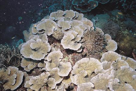 CotW: Oxypora lacera