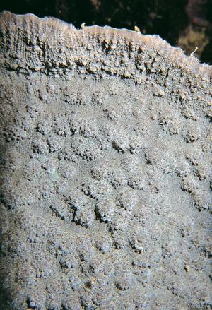 CotW: Oxypora lacera
