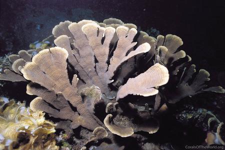 CotW: Pachyseris foliosa
