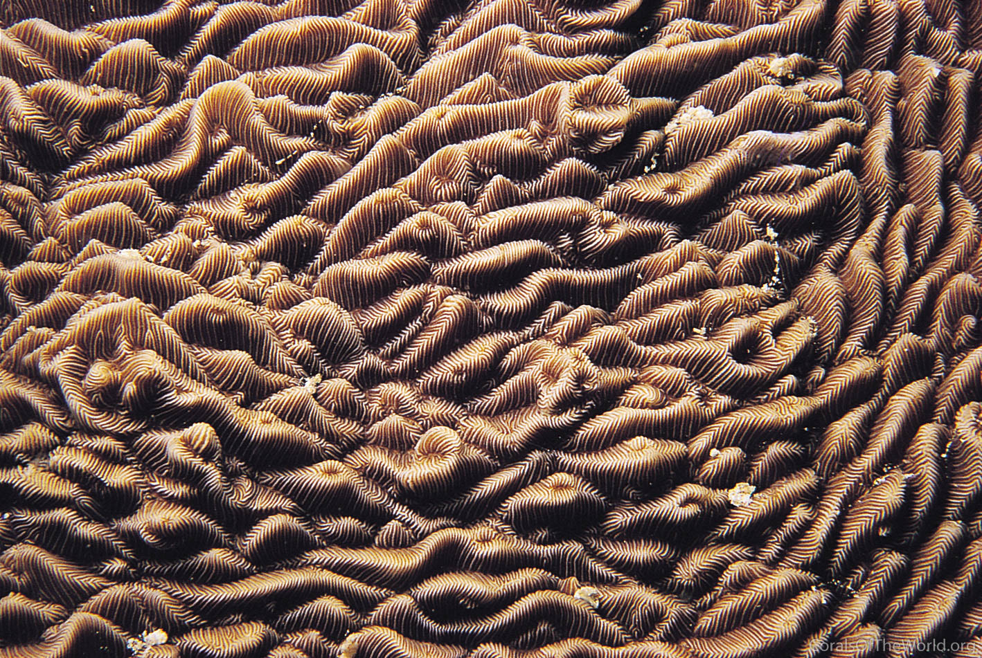 Image from Corals of the World: Pachyseris gemmae