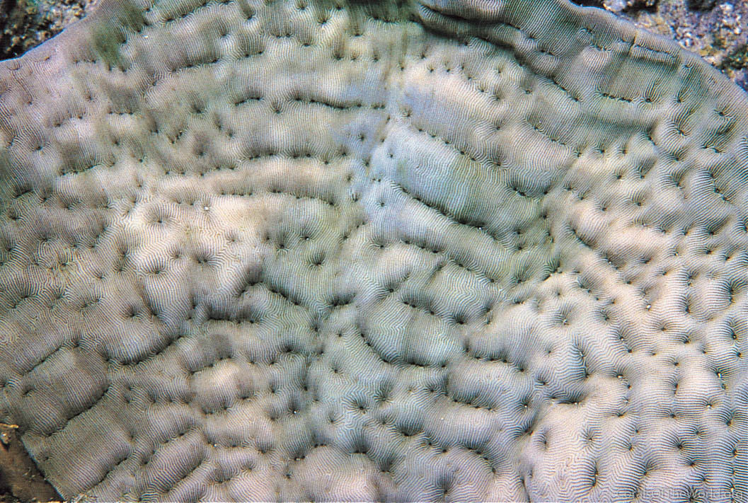 Pachyseris inattesa